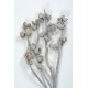 HAKEA 5-9 PODS White Wash